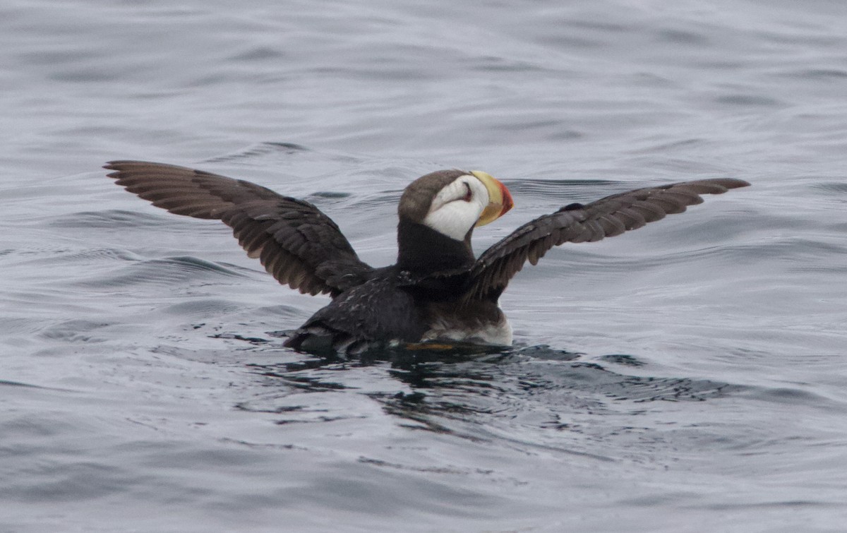 Іпатка тихоокеанська - ML643965681