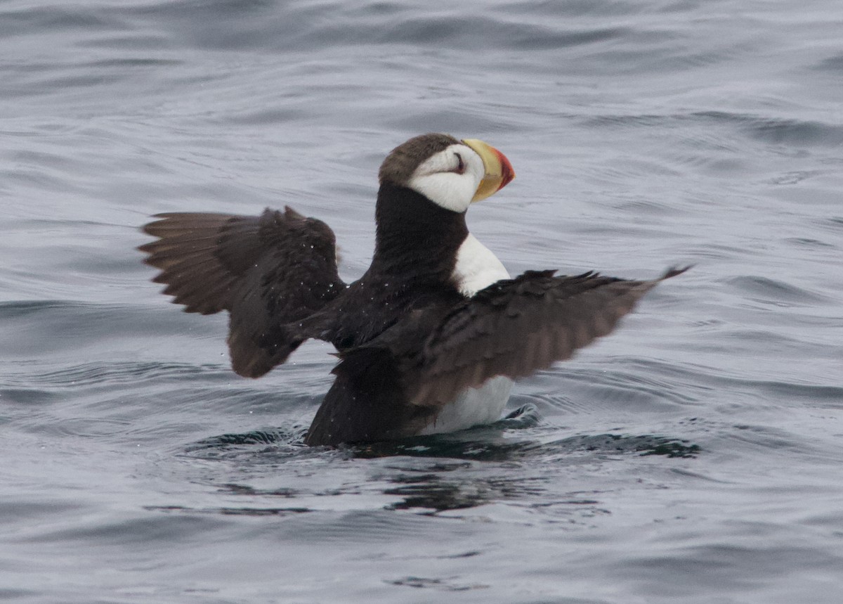 Іпатка тихоокеанська - ML643965682