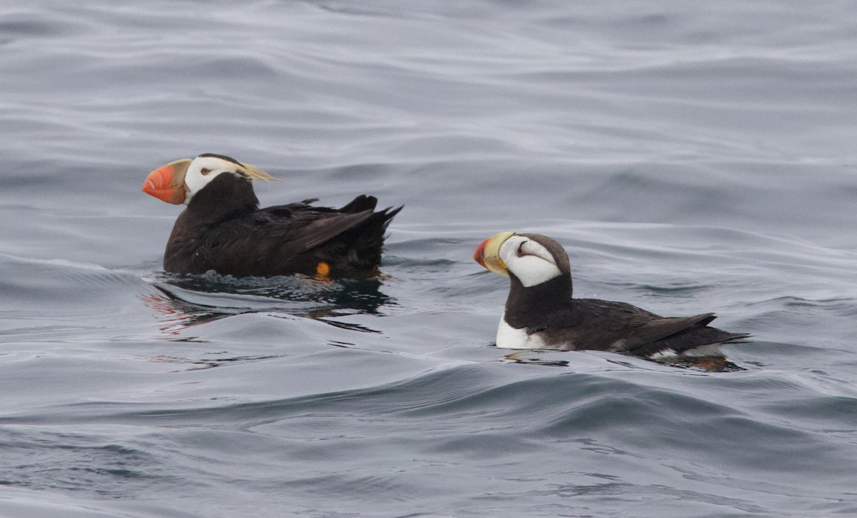 Іпатка тихоокеанська - ML643965683