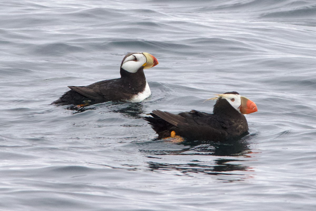 Іпатка тихоокеанська - ML643965684