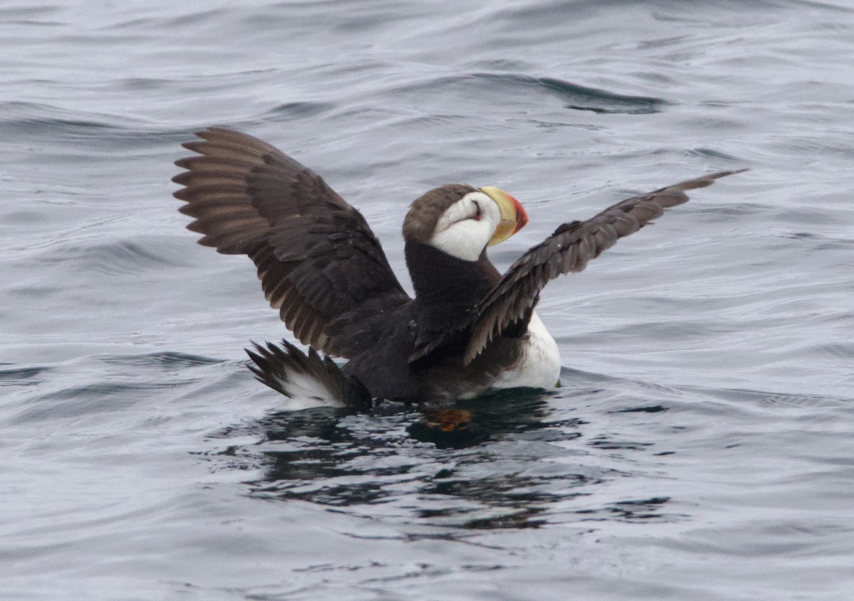 Іпатка тихоокеанська - ML643965685