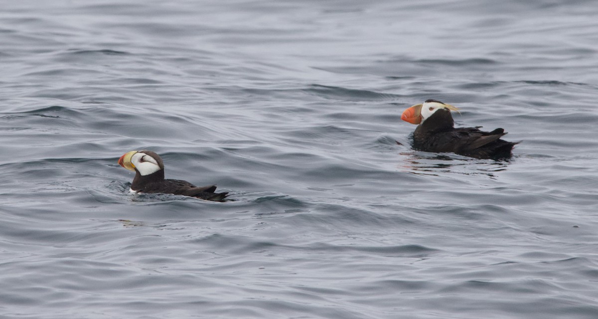 Іпатка тихоокеанська - ML643965686