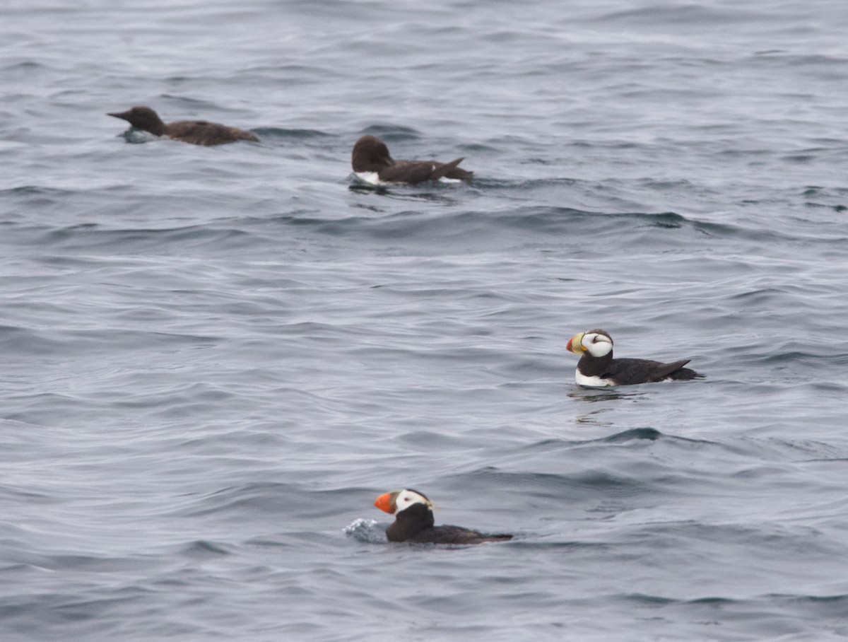 Іпатка тихоокеанська - ML643965687