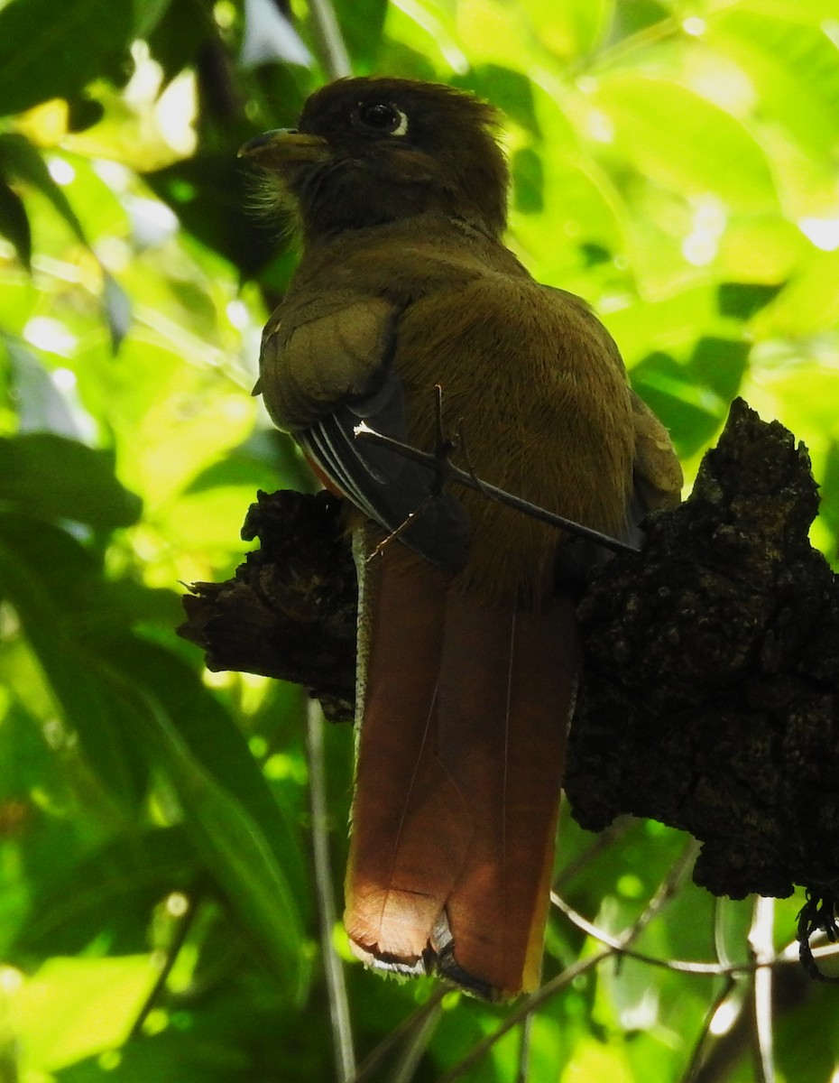 båndtrogon - ML643965692