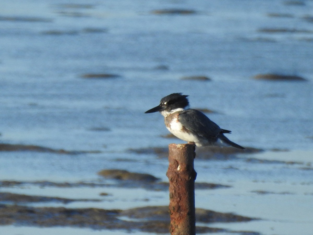 Belted Kingfisher - ML643965698