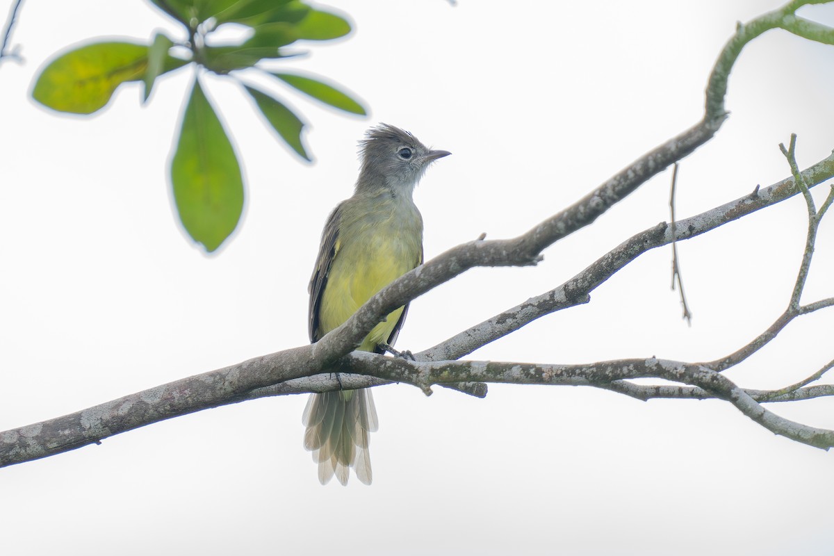 Yellow-bellied Elaenia - ML643965707