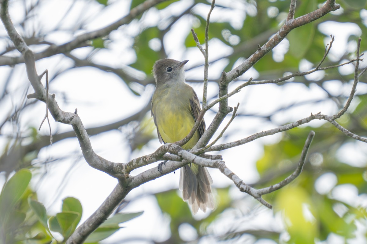 Yellow-bellied Elaenia - ML643965708
