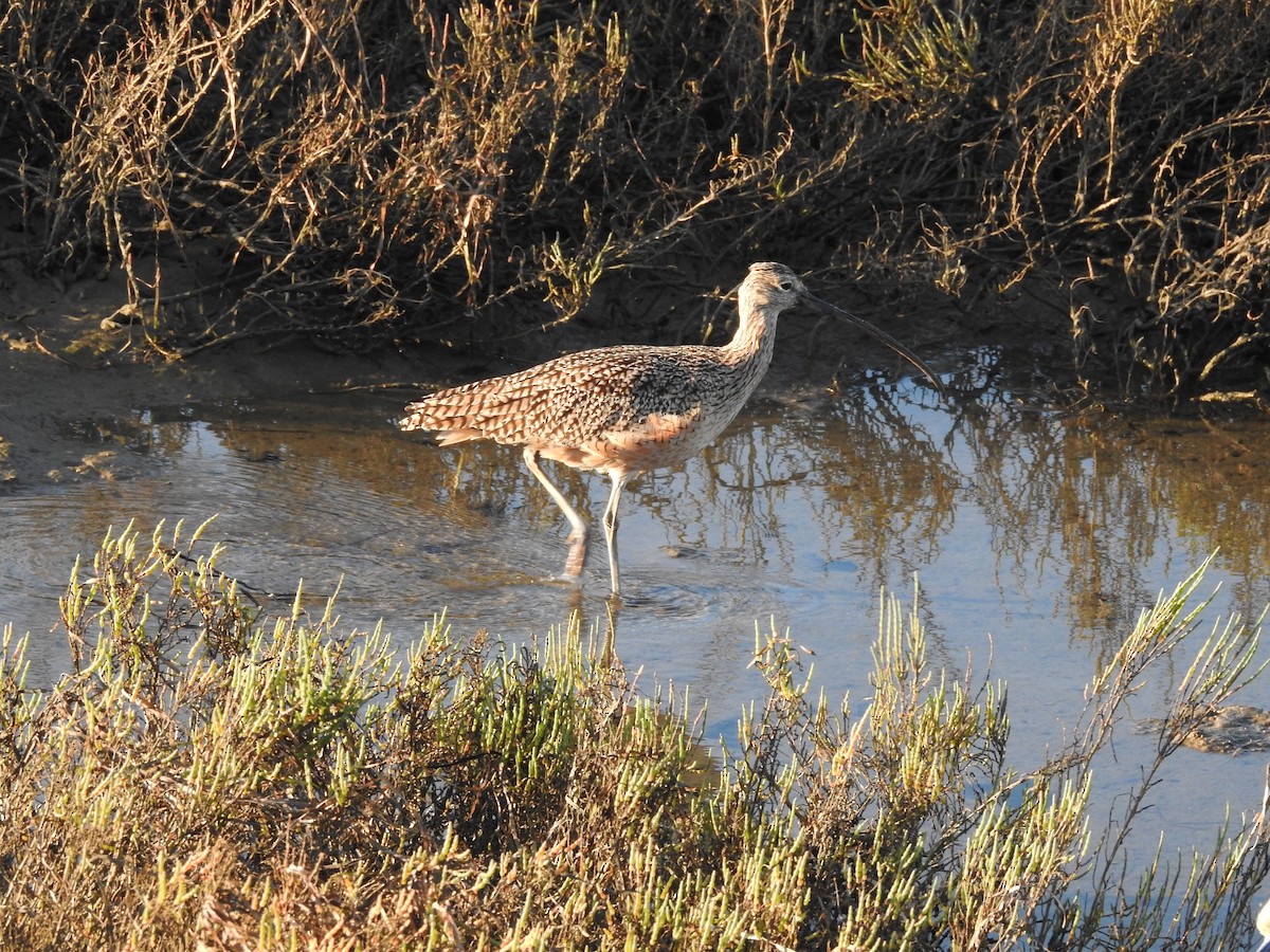 Long-billed Curlew - ML643965710