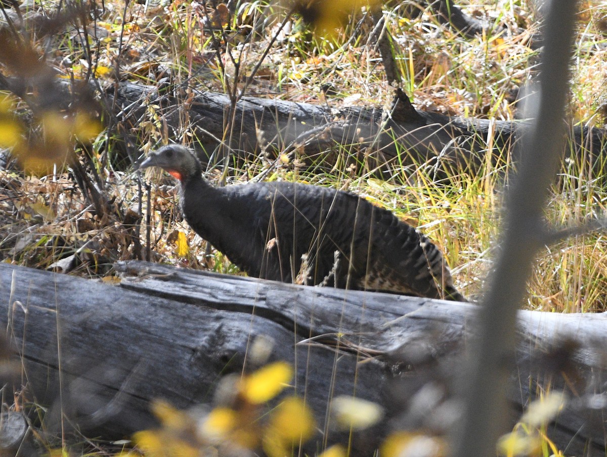 Wild Turkey - ML643965716