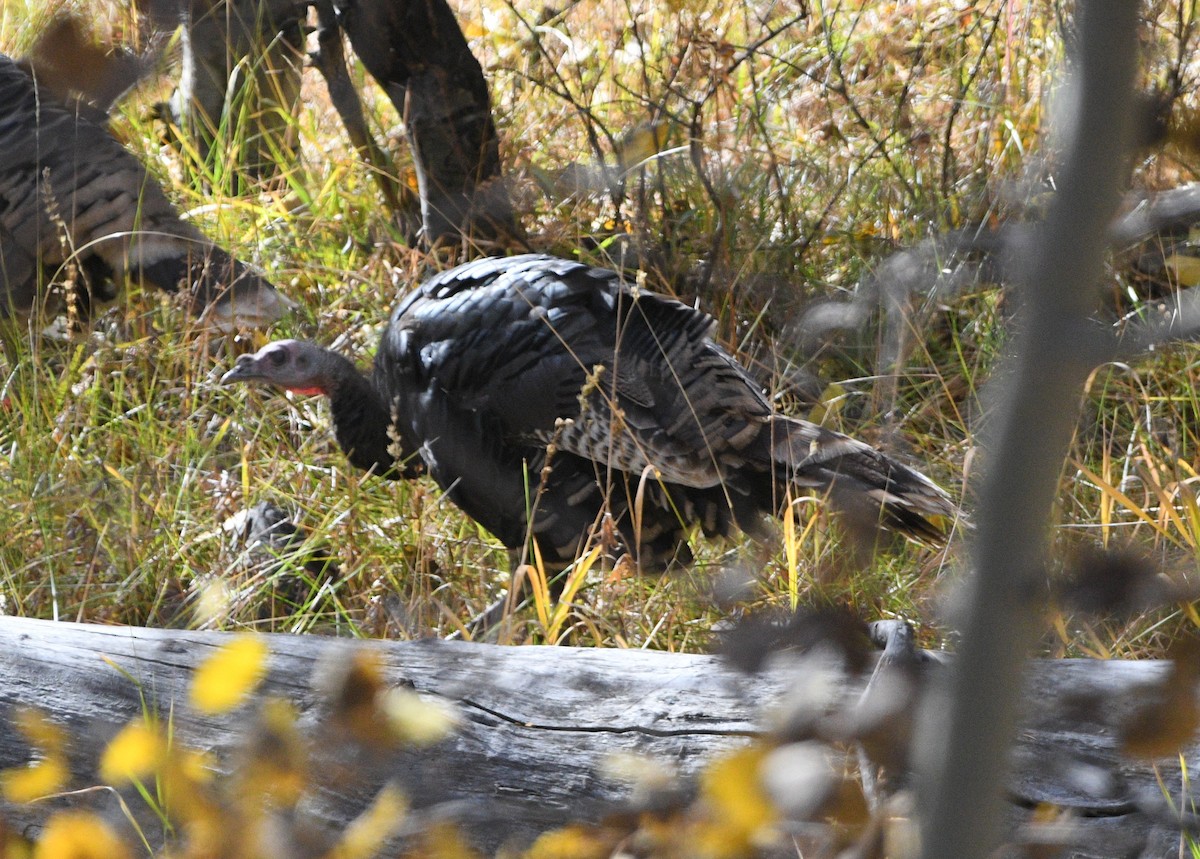 Wild Turkey - ML643965717