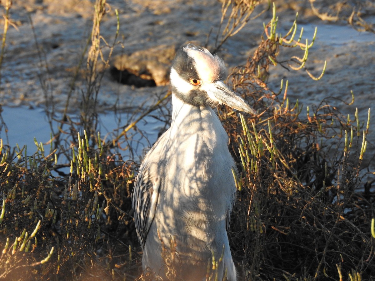 Yellow-crowned Night Heron - ML643965718