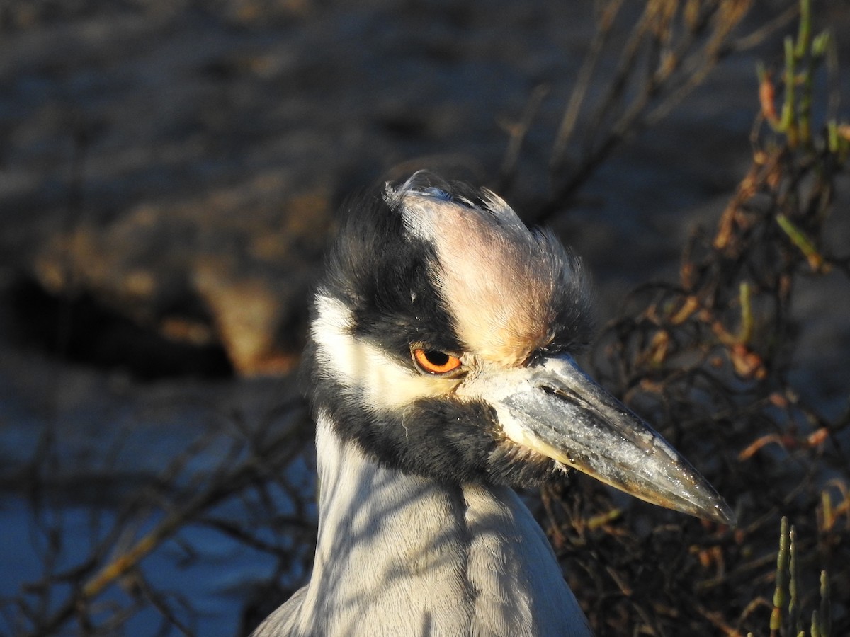 Yellow-crowned Night Heron - ML643965727