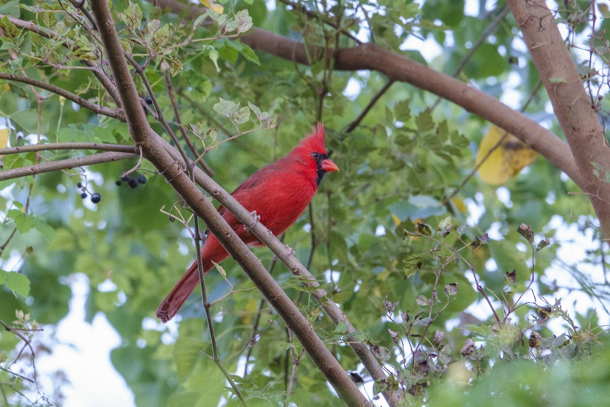Cardinal rouge - ML643965729