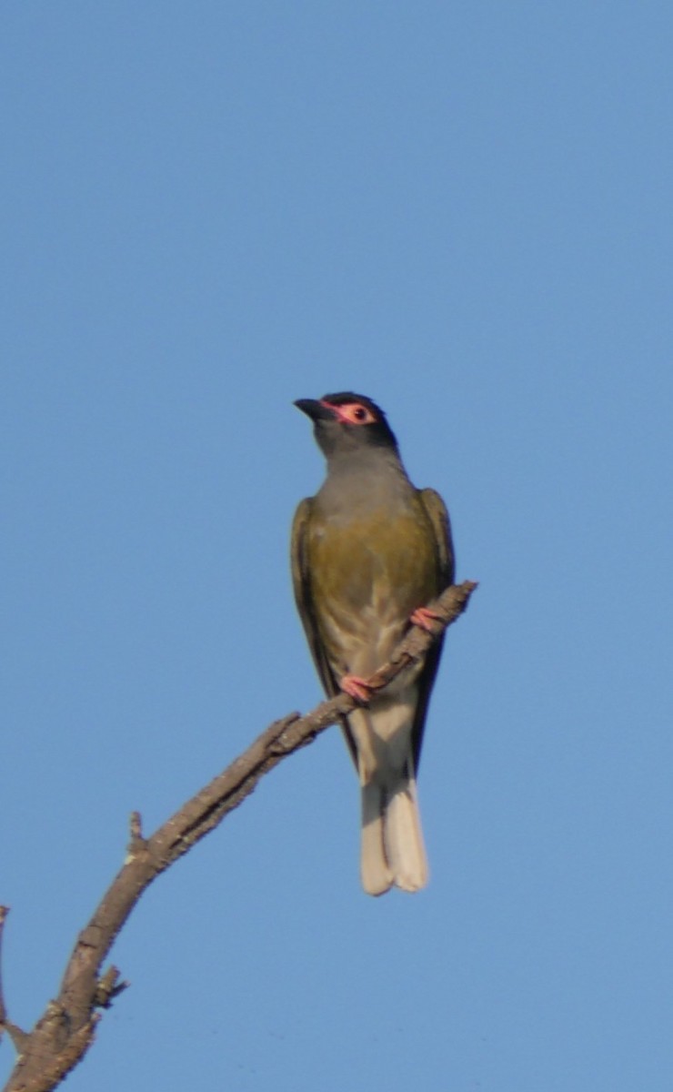 Australasian Figbird - ML643965730