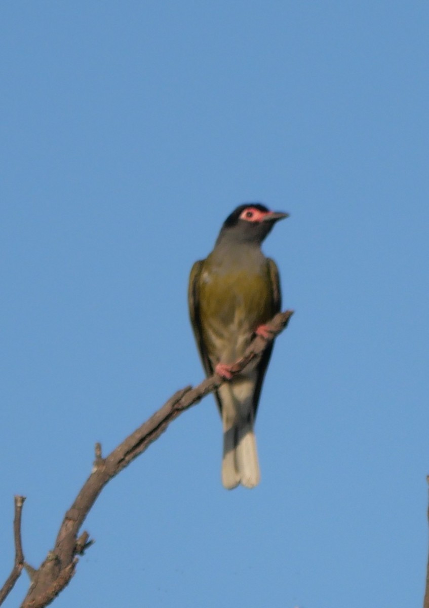 Australasian Figbird - ML643965731