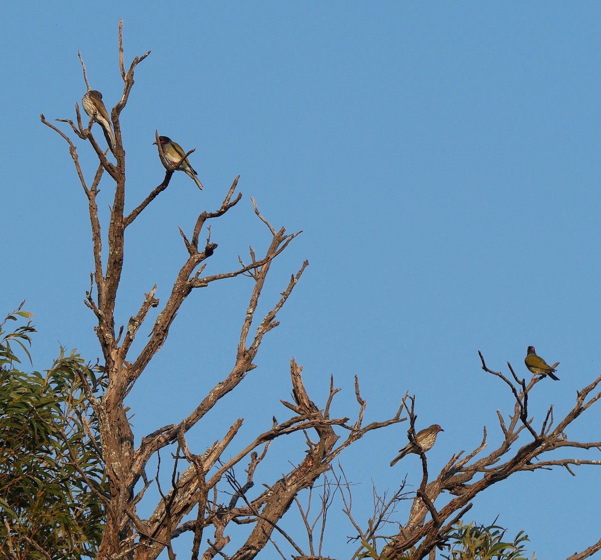 Australasian Figbird - ML643965732