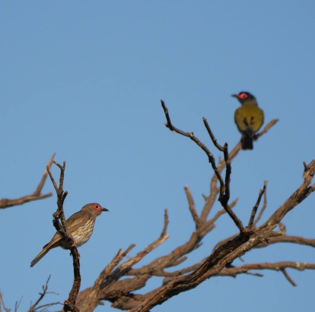 Australasian Figbird - ML643965733