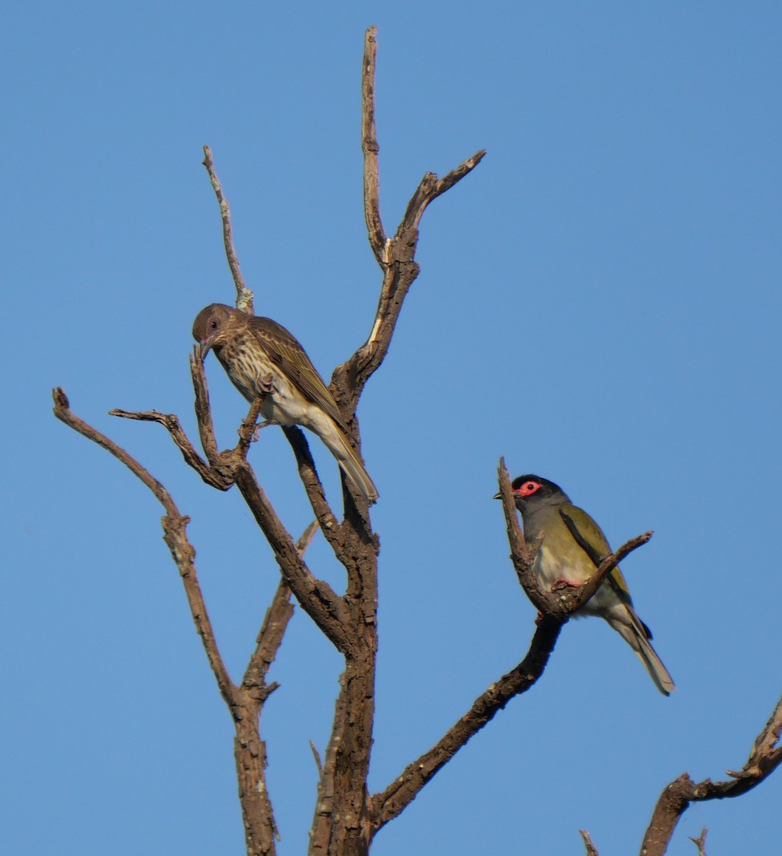 Australasian Figbird - ML643965734