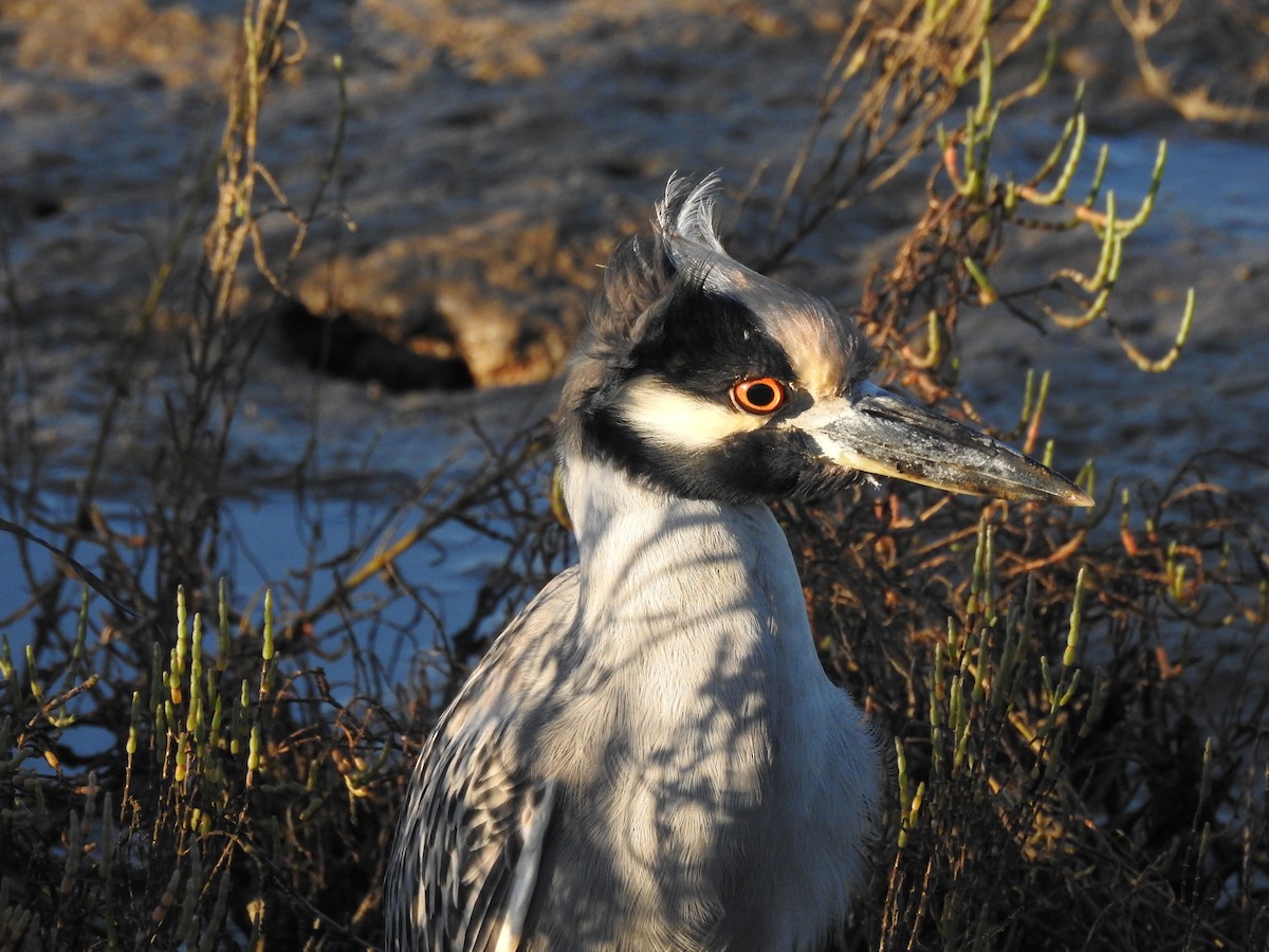 Yellow-crowned Night Heron - ML643965740