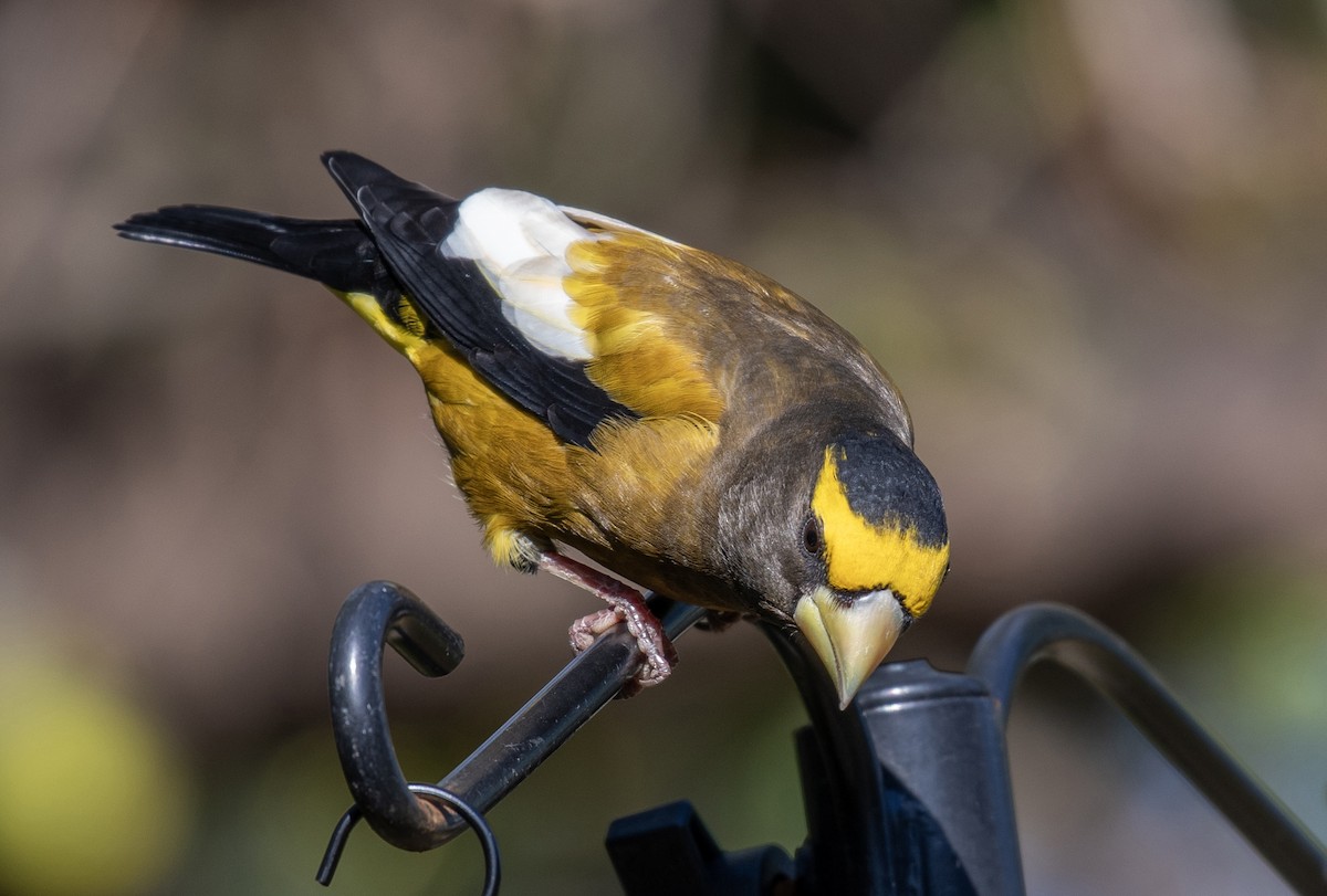 Evening Grosbeak - ML643965751