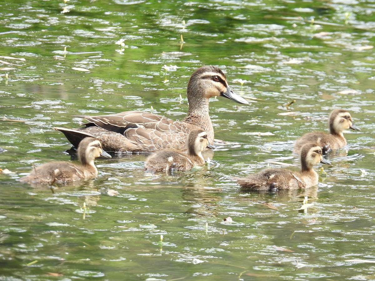 Pacific Black Duck - ML643965752