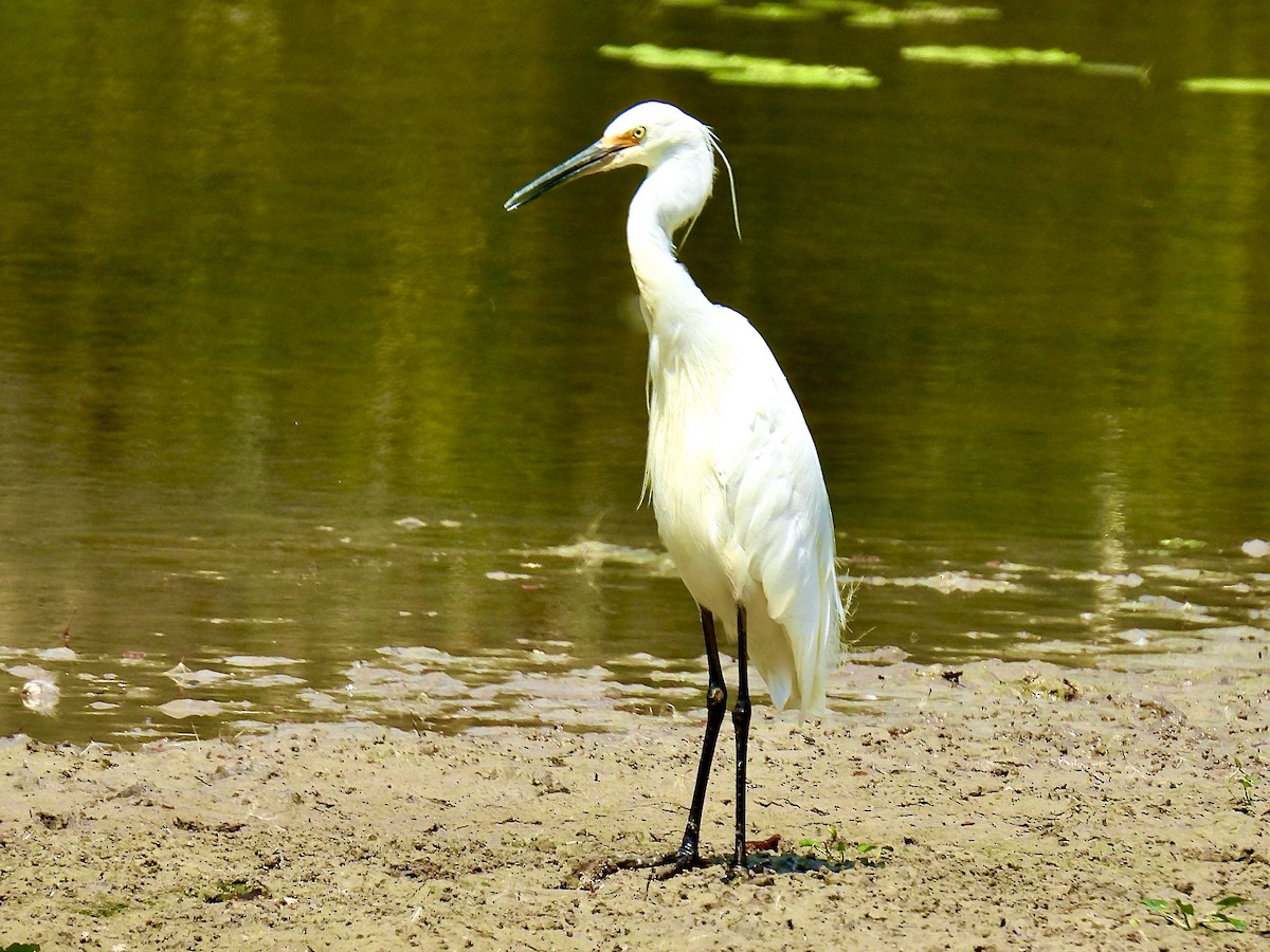 Little Egret (Australasian) - ML643965771