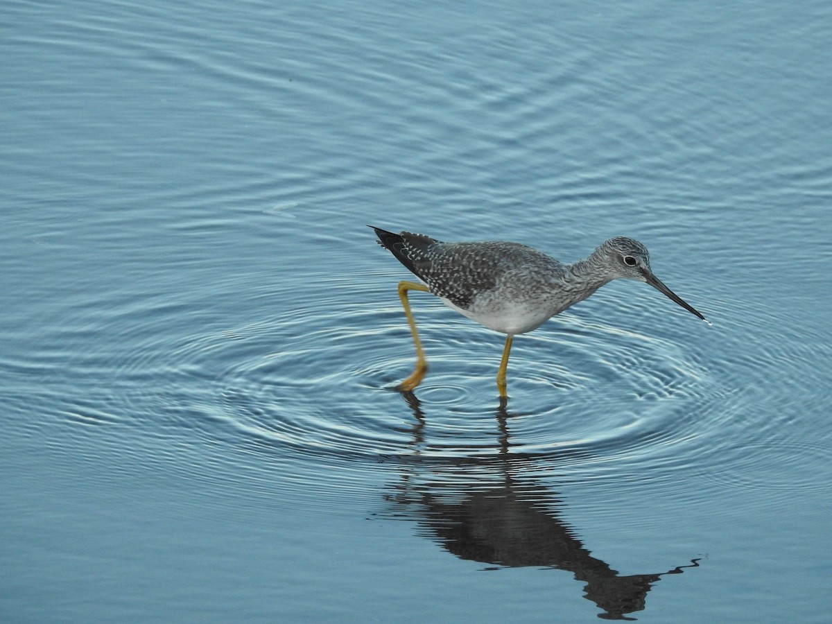 Greater Yellowlegs - ML643965773