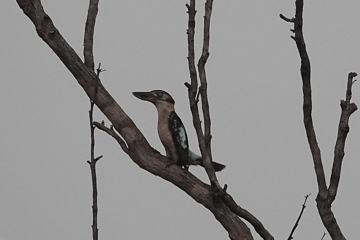 Blue-winged Kookaburra - ML643965776