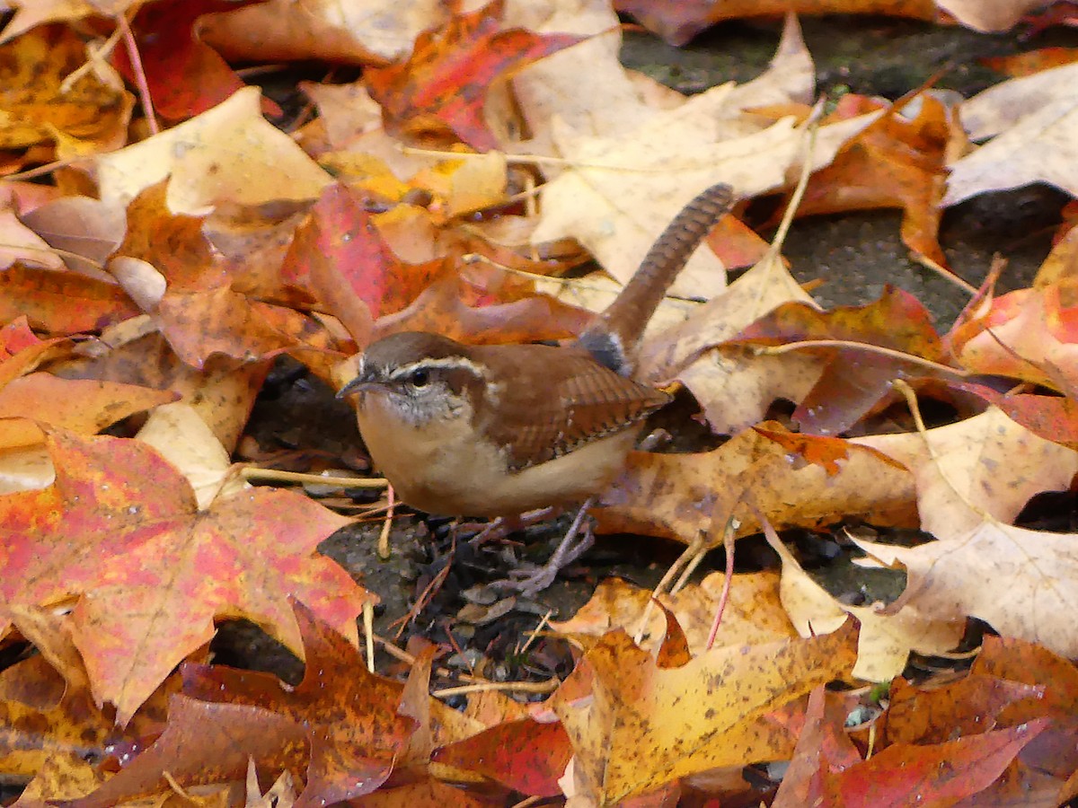 Carolina Wren - ML643965784