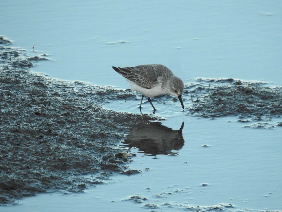 Western Sandpiper - ML643965786
