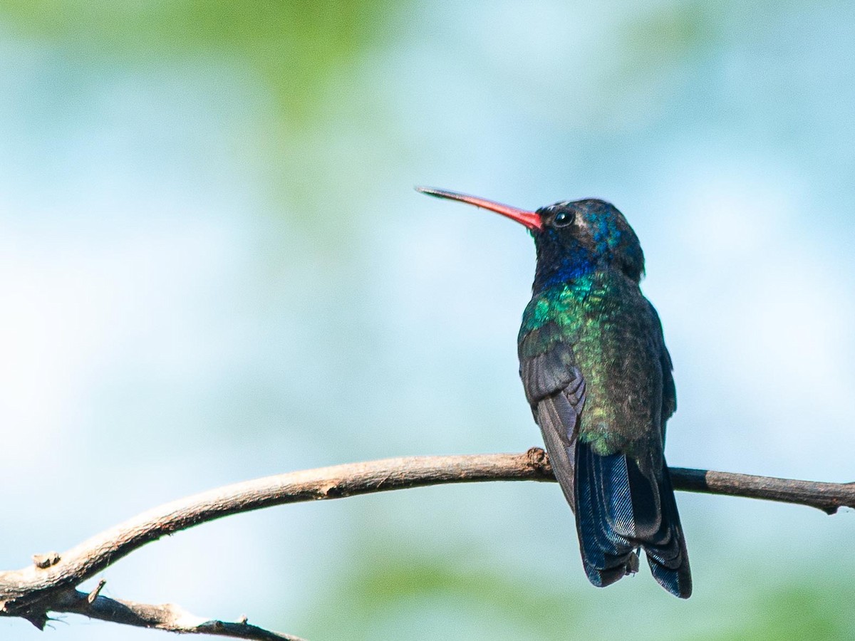 Colibrí Piquiancho de Guerrero - ML643965787