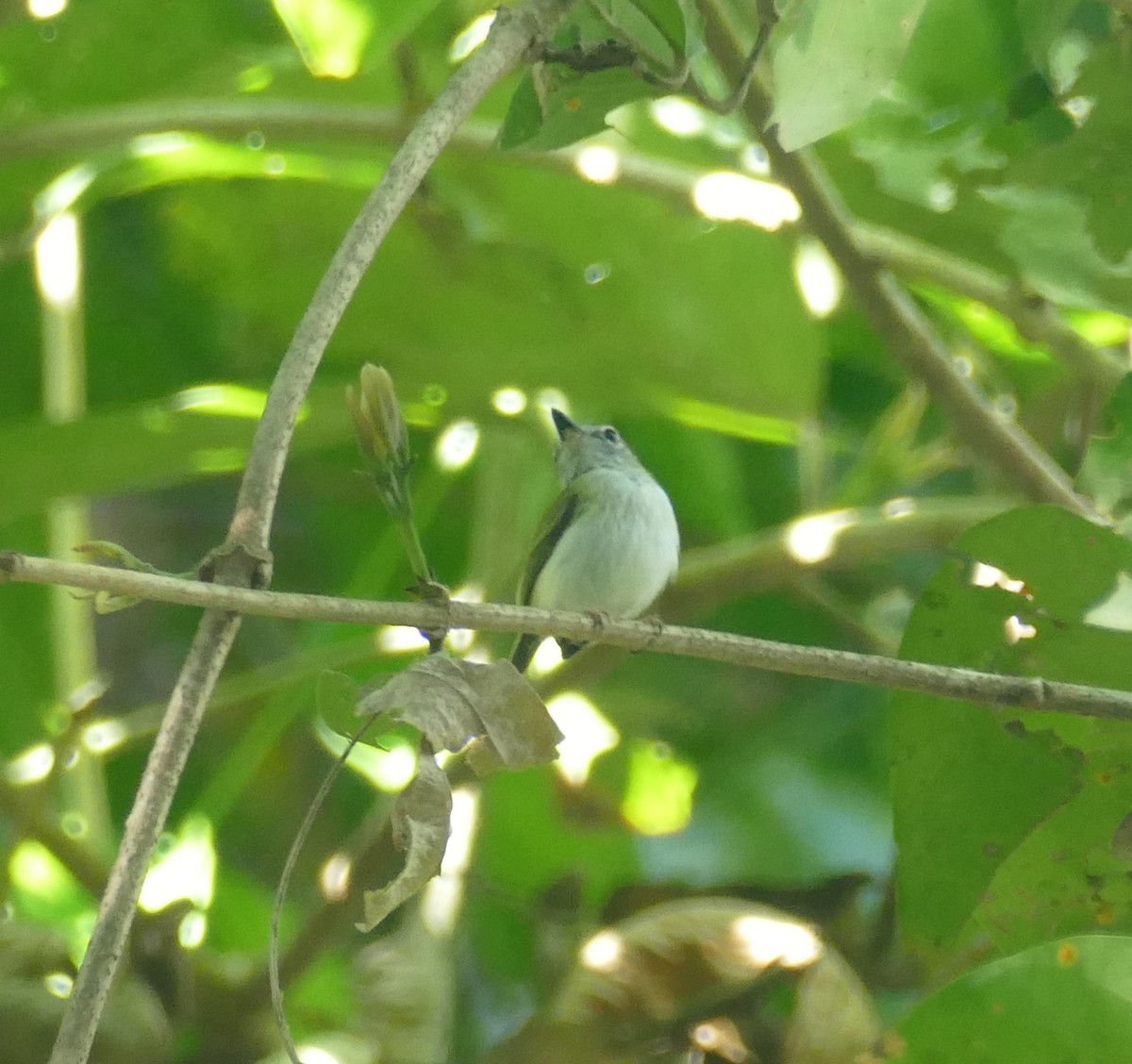 Short-tailed Pygmy-Tyrant - ML643965789