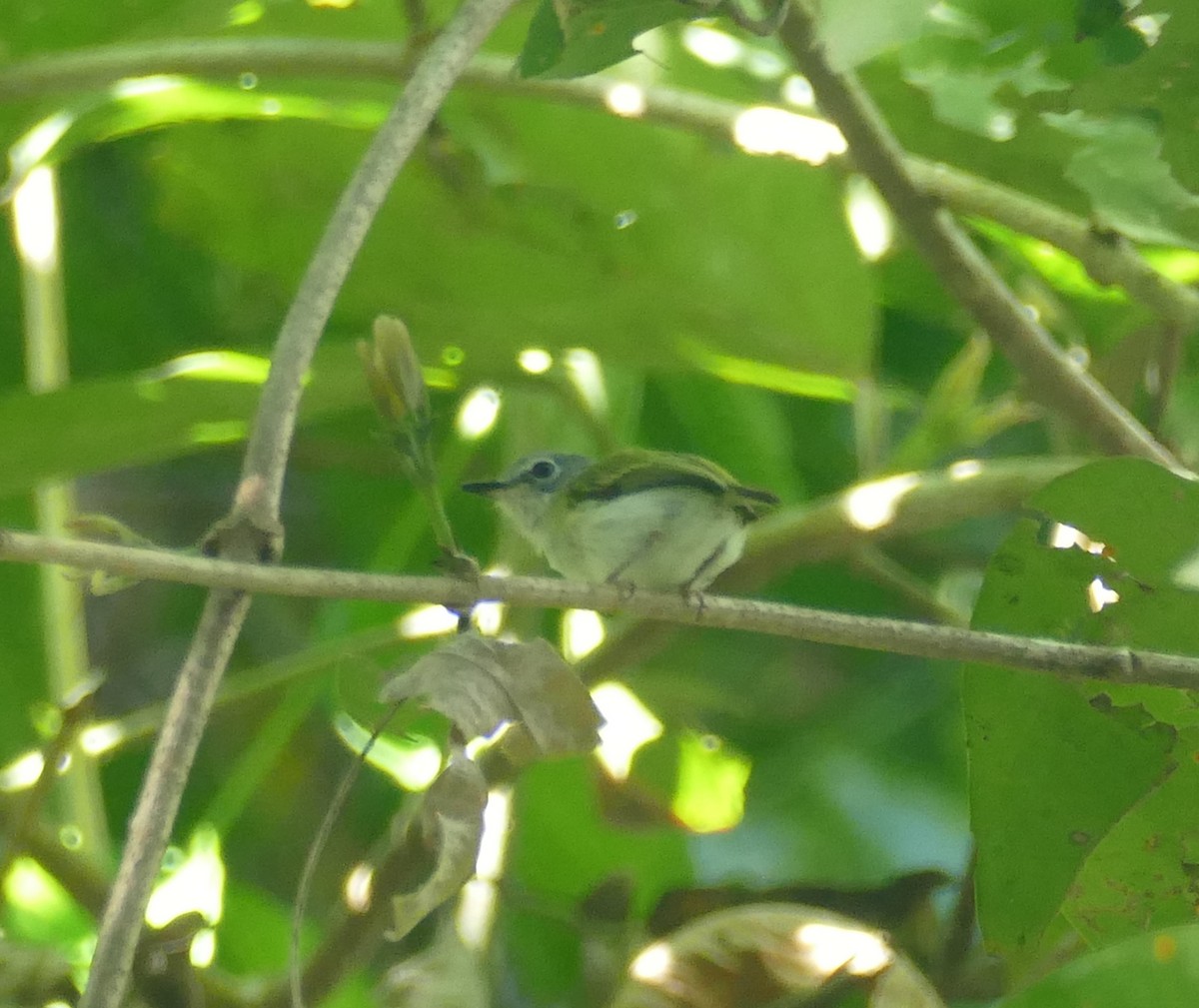 Short-tailed Pygmy-Tyrant - ML643965793