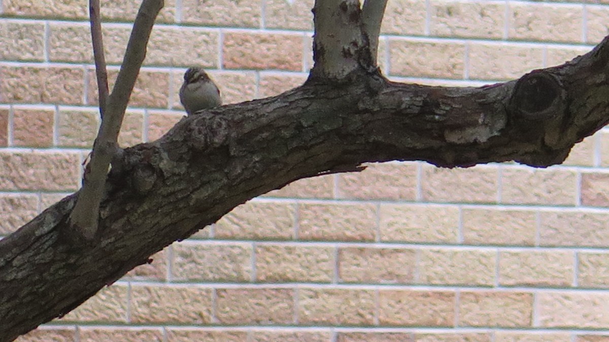 Brown Creeper - ML643965816