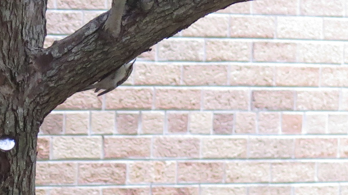 Brown Creeper - ML643965817