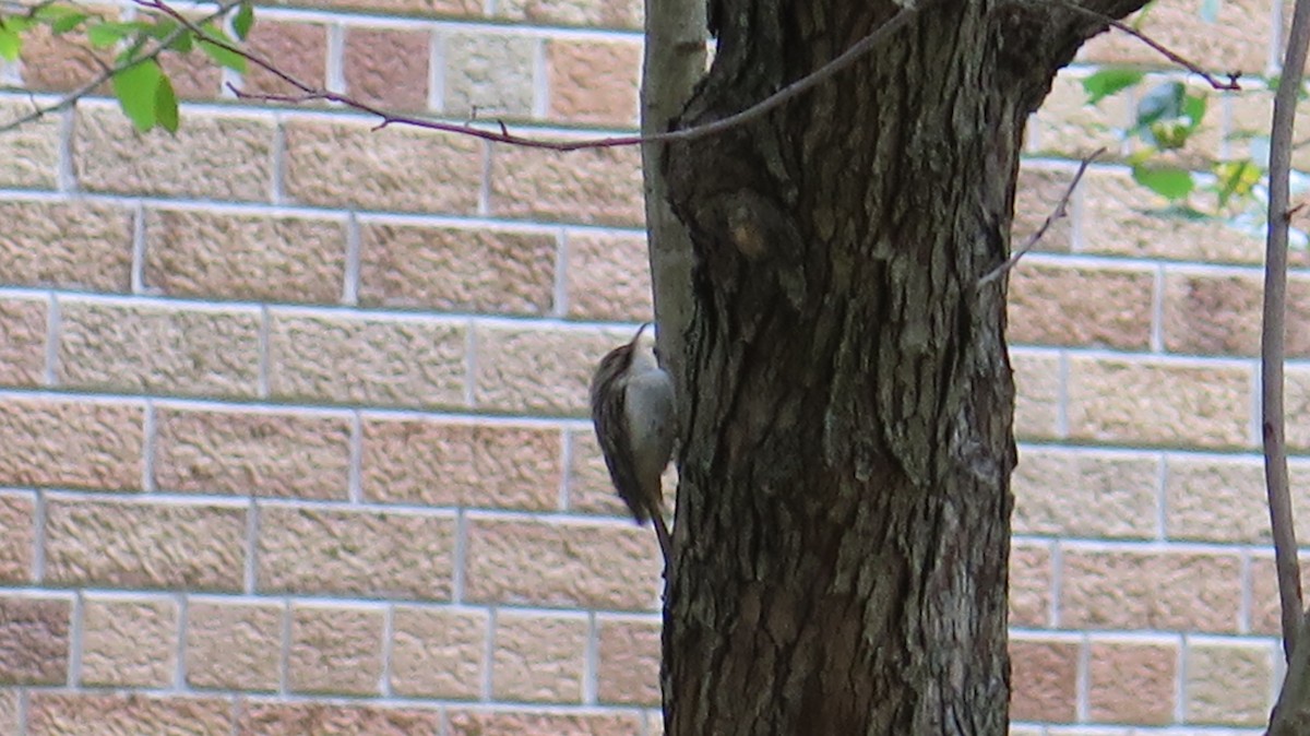 Brown Creeper - ML643965818