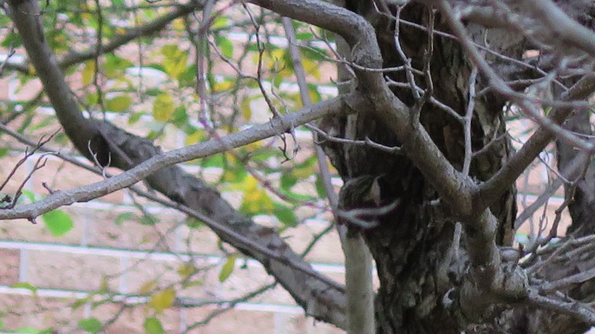 Brown Creeper - ML643965819