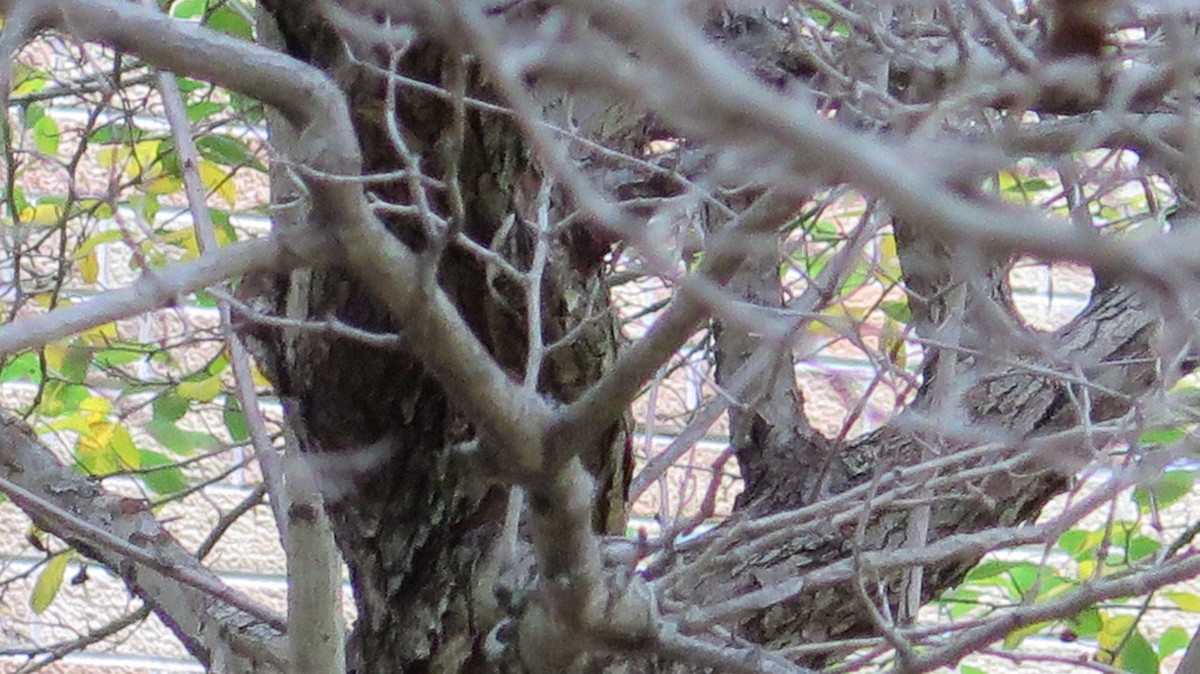 Brown Creeper - ML643965820