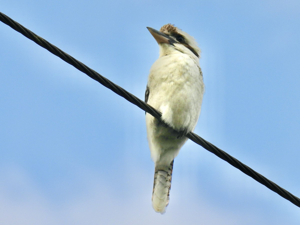 Laughing Kookaburra - ML643965834