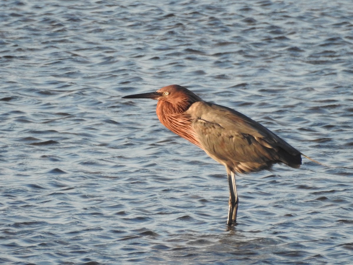 Reddish Egret - ML643965836