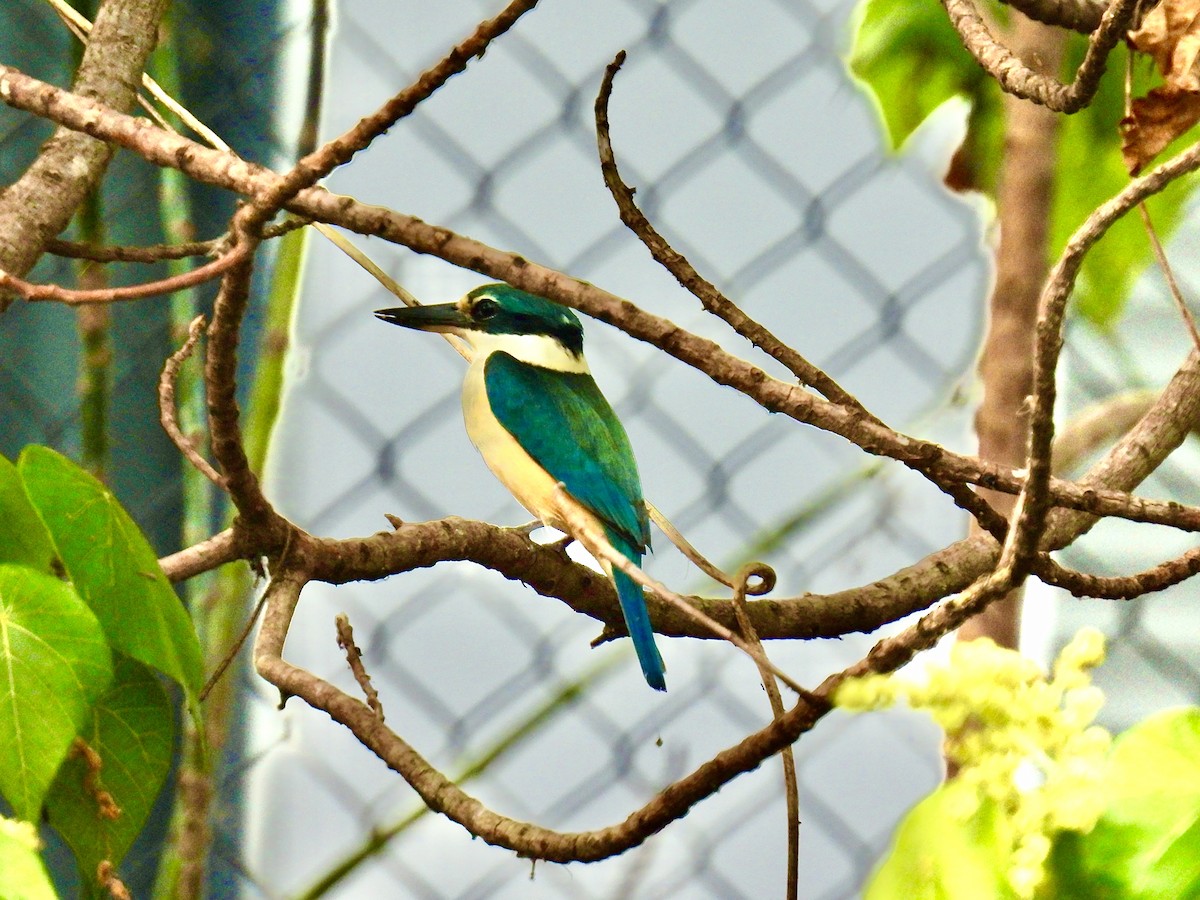 Sacred Kingfisher - ML643965882