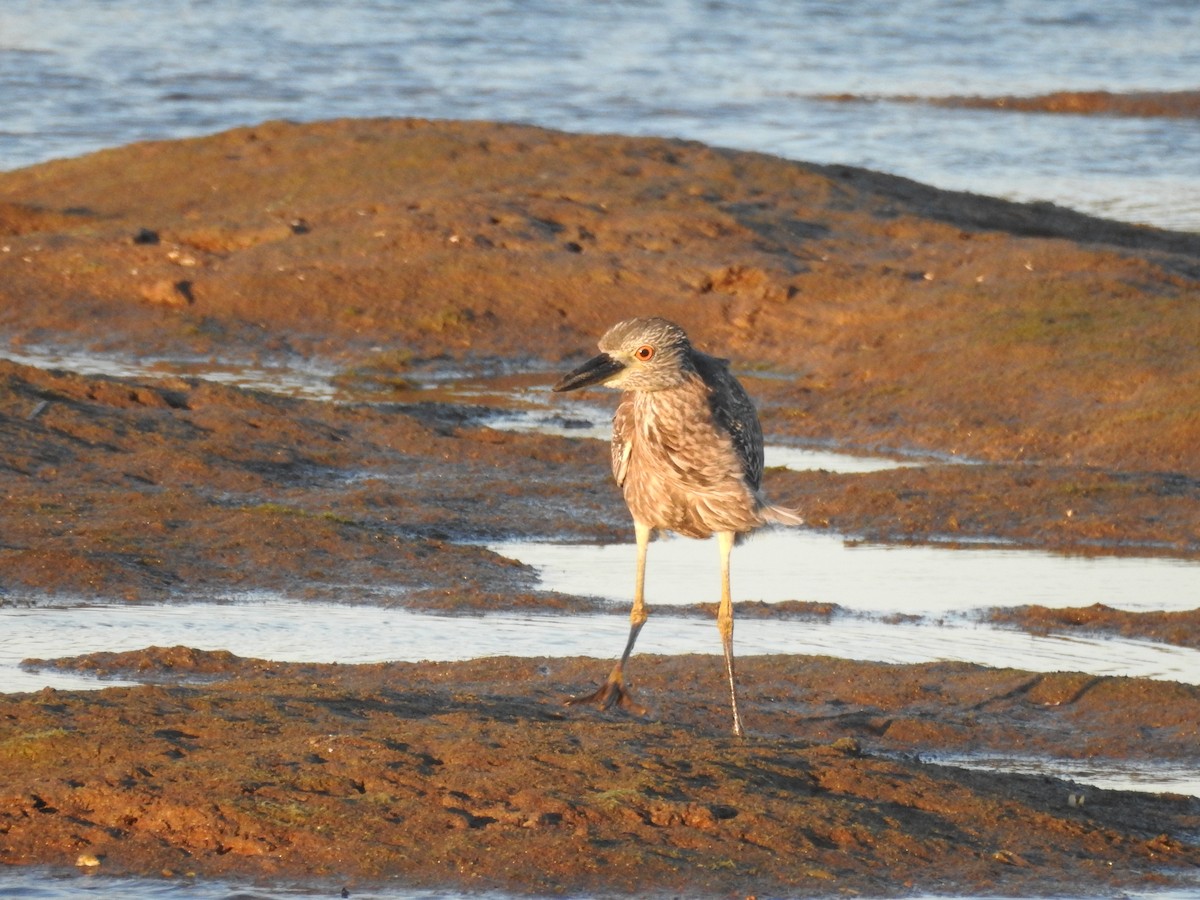 Yellow-crowned Night Heron - ML643965885