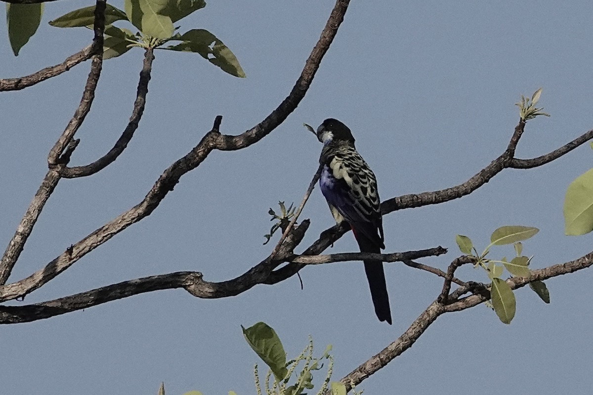 Northern Rosella - ML643965887