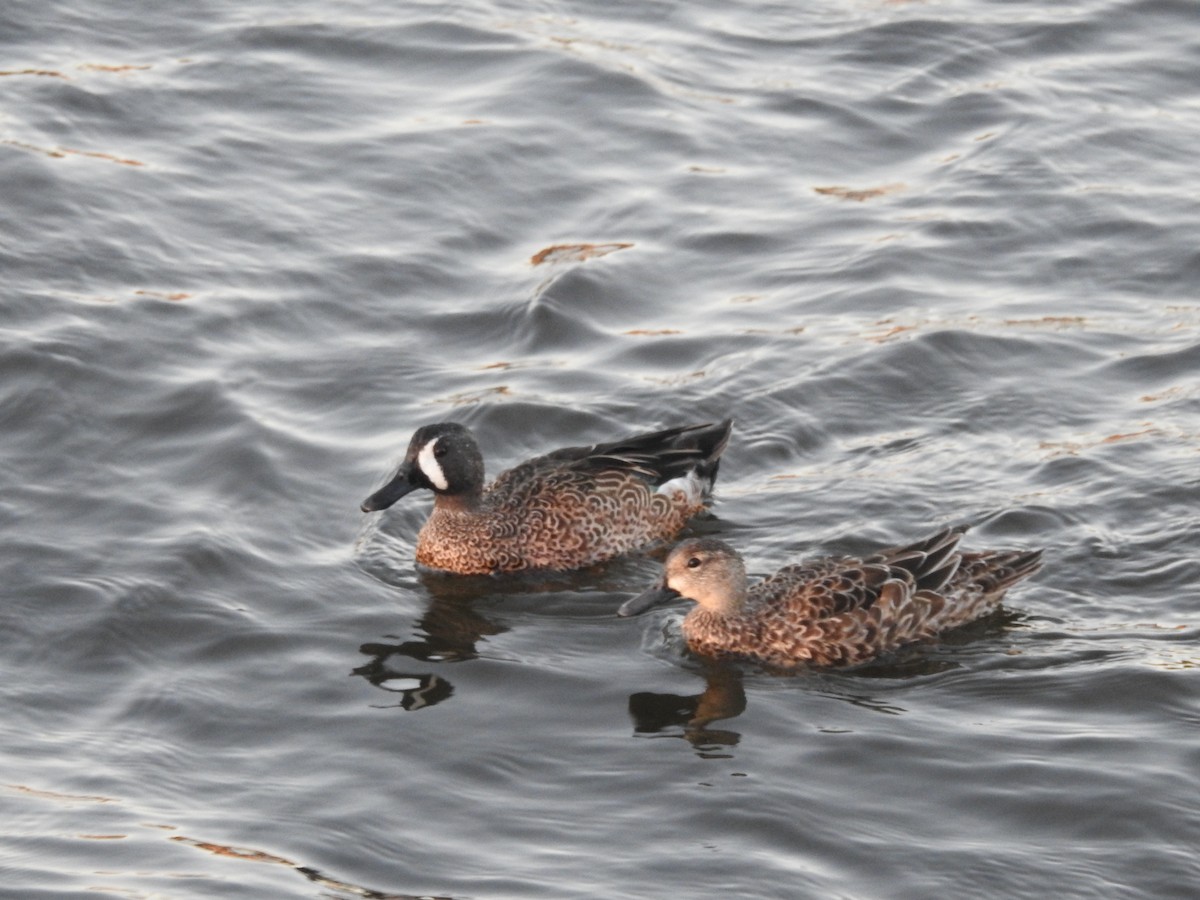 Blue-winged Teal - ML643965890