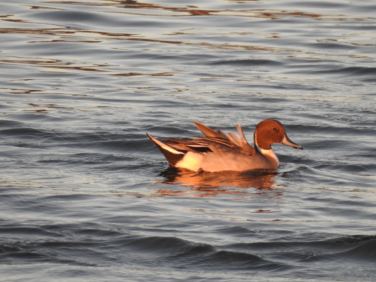 Northern Pintail - ML643965896
