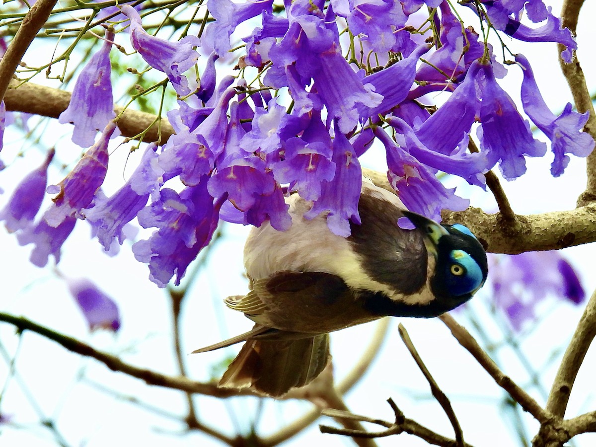 Blue-faced Honeyeater - ML643965899