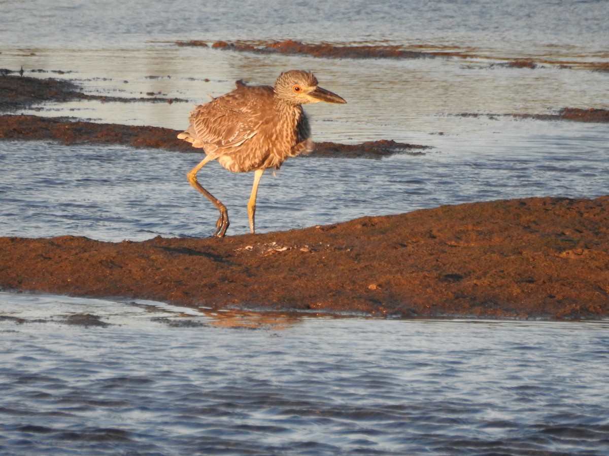 Yellow-crowned Night Heron - ML643965906