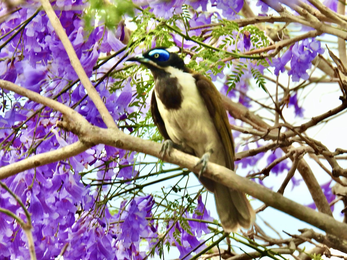Blue-faced Honeyeater - ML643965917