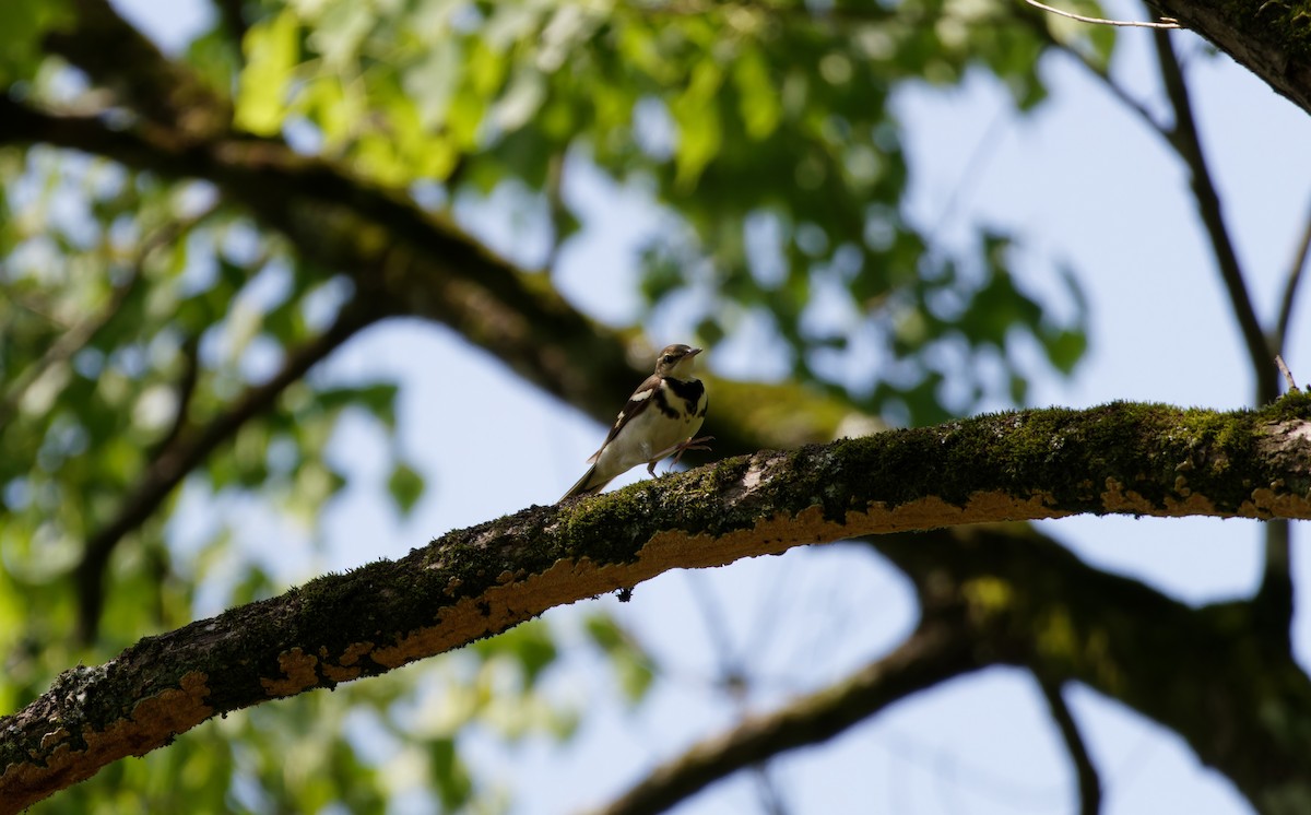 イワミセキレイ - ML643965938