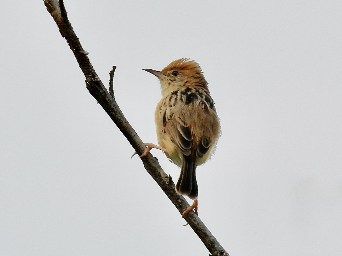 Golden-headed Cisticola - ML643965946